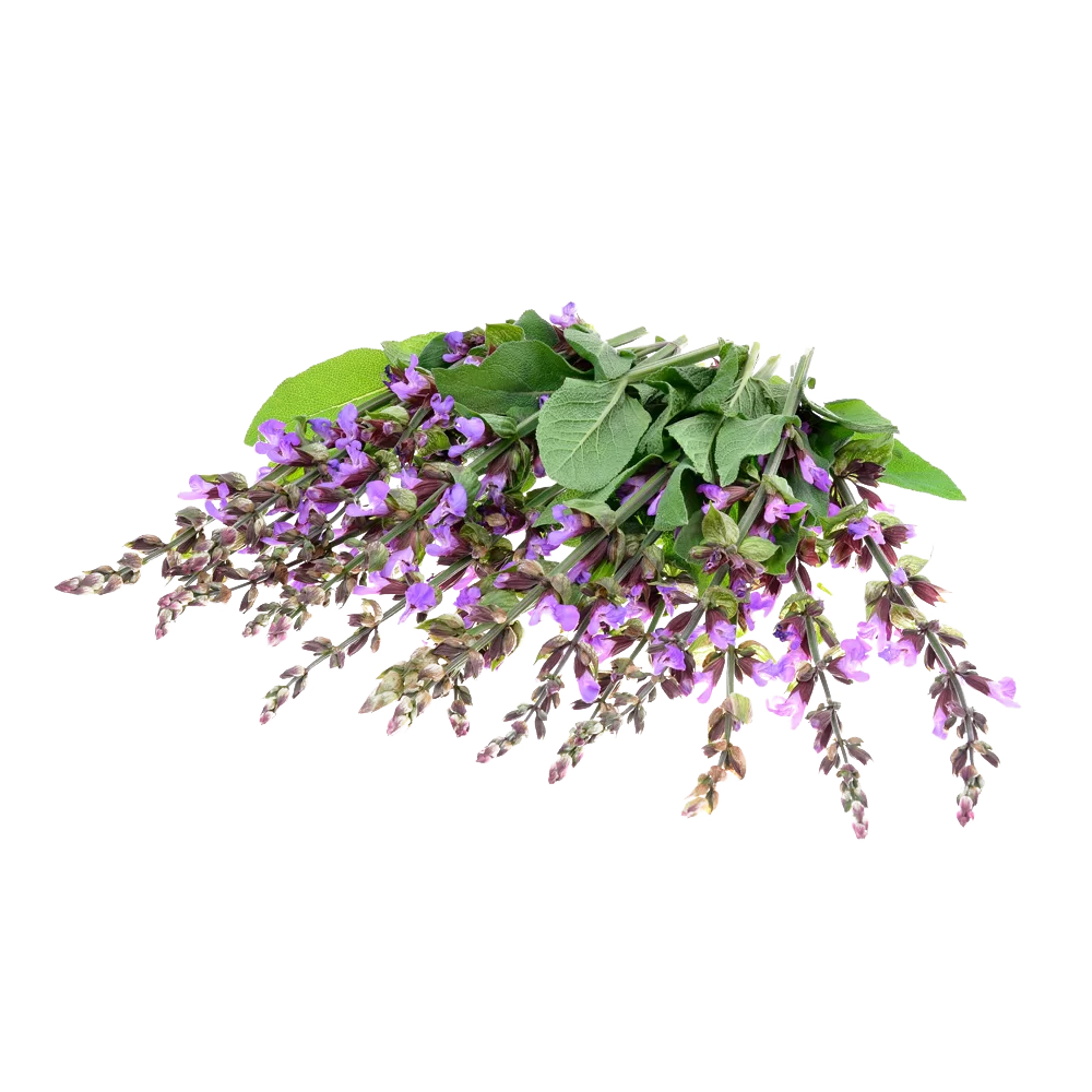 AlpenSpritz - L'originale spritz alpino - salvia